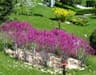 image-gallery