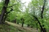 image-gallery
