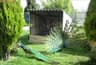 image-gallery