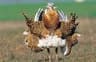 image-gallery