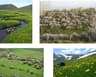 image-gallery