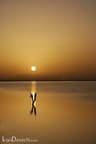 image-gallery