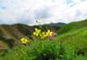 image-gallery